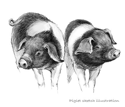 Cute piglet. Pig hand drawn pencil sketch illustration