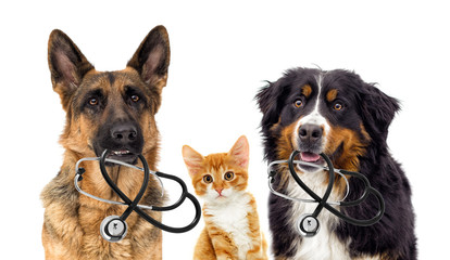 dog veterinarian and cat - 203102046