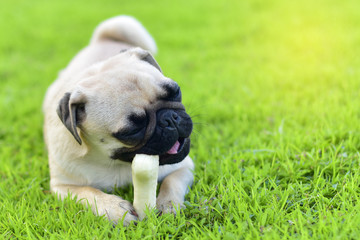 Obraz premium Little Pug eating a bone in garden 