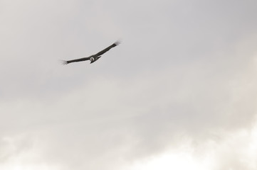 Condor Andino en pleno vuelo sobre la Patagonia