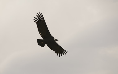 Condor Andino en pleno vuelo sobre la Patagonia