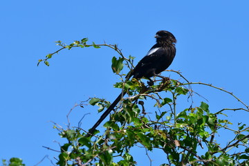 male of long tailed shrike in Kruger National park in South Africa
