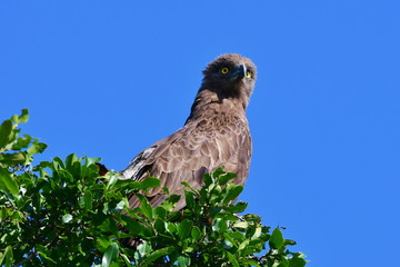 brown snake eagle in Kruger National park in South Africa,region Lower Sabie
