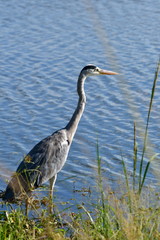 grey heron in Kruger National pa
rk in South Africa