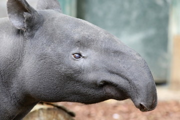 Portrait de Tapir - 203103639