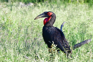 Southern ground hornbill in Kruger National park,district Orpen,South Africa
