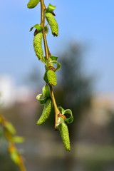 Spring. Kidneys and trees are budding.