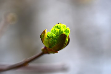 Fototapeta premium Spring. Kidneys and trees are budding.