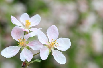 White &  pink apple flower,  spring blurry background