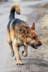 Dog runs on nature in the spring