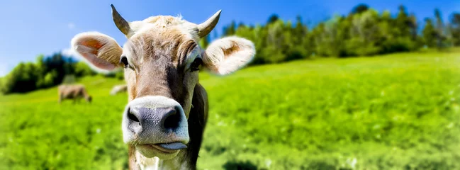 Foto auf Acrylglas Kuh Kuh mit Hörnern