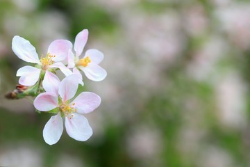Fototapeta na wymiar White & pink apple flower, spring blurry background