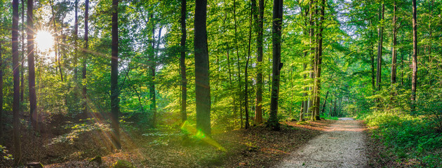 Fototapeta na wymiar Forest panorama in summer, idyllic pathway with sunrays shines through trees in park