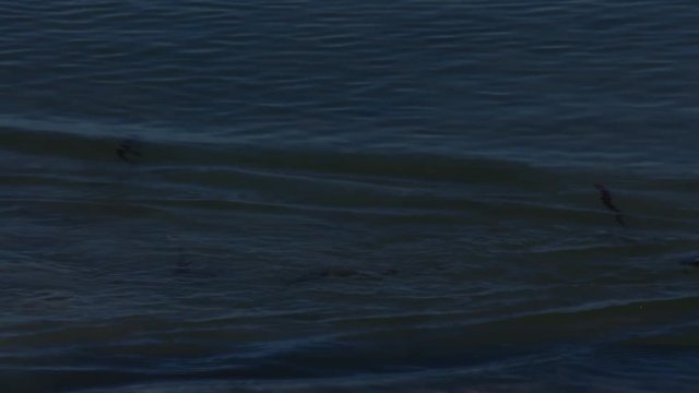 A slow motion scenic shot of an australian pelican's long beak.
