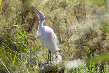 White little heron