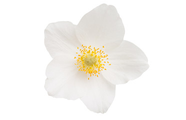 Obraz na płótnie Canvas hellebore flower isolated