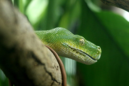 Python vert