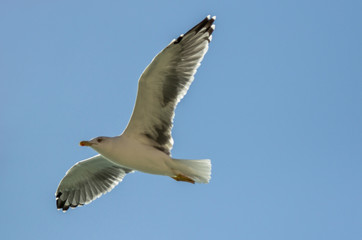 White flying seagull