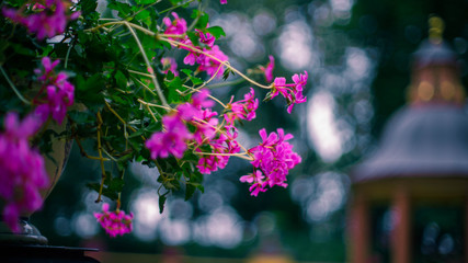 flower, nature, purple, pink, flowers, plant, spring, blossom, garden, green, summer, floral, beauty, flora, violet, heather, macro, bloom, beautiful, closeup, field, natural, leaf, white