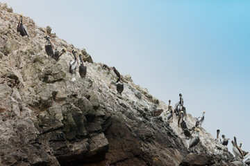 Ballestas Islands, Perù