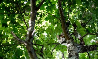 tree, forest, nature, green, summer, leaves, leaf, spring, plant, landscape, branch, trees, wood, woods, park, environment, foliage, branches, light, grass, natural, sun, sunlight, jungle, water, cat