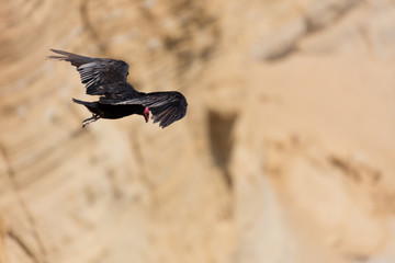 andean condor in flight
