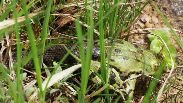 Ringelnatter frisst Frosch - Grass snake eats frog