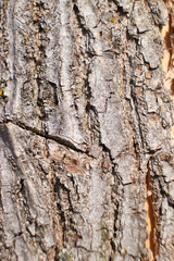 background texture of old gray wood nature abstraction