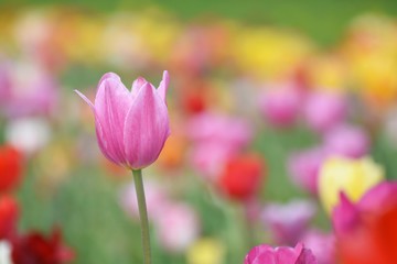 pinke Tulpe vor buntem Tulpenfeld