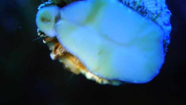 sea snail crawling at night