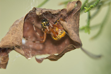Orbweaver Spider