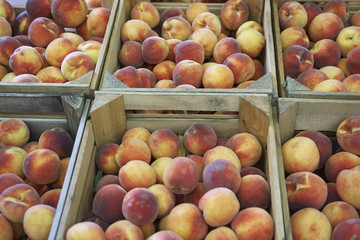 fruit & vegetables in outdoor farmers market