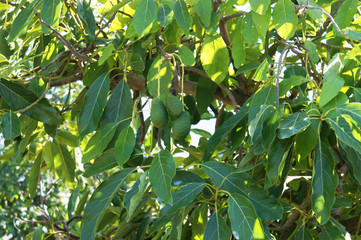 Unripe, green avocado on the avocado tree, agriculture