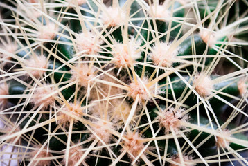 cactus flower prickly