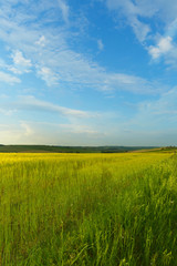 Plakat Natural background, green field of wheat and blue sky