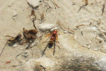 Brown, red wasp on the sand, flying insect 