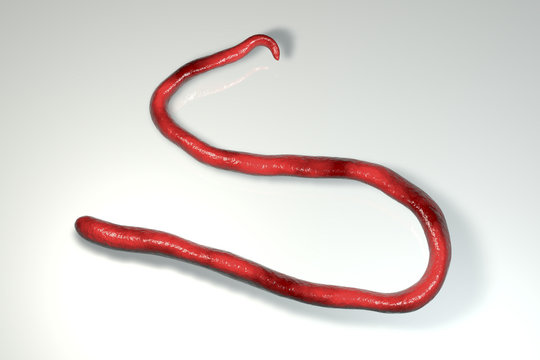 Mansonella streptocerca, a roundworm nematoda that causes streptocerciasis, subcutaneous filariasis, 3D illustration showing absence of sheath around worm and tail nuclei extending to tip with hook