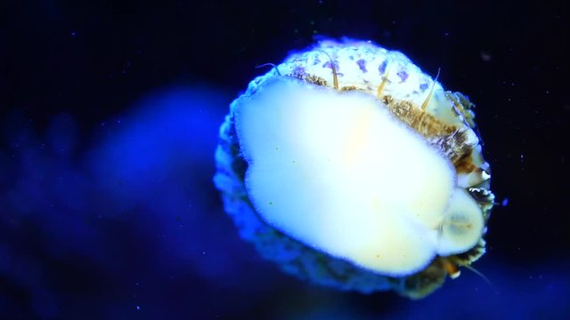blur sea snail crawling at night in dark light aquarium