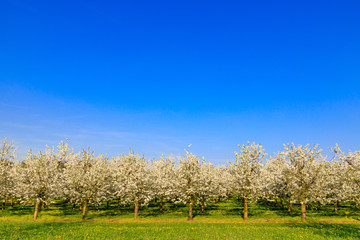 Plantation of white flowering cherry trees against a blue sky