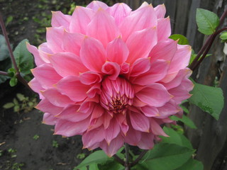 Dahlia flower pink color looks spectacular in the garden. The petals of dahlias neatly arranged in...