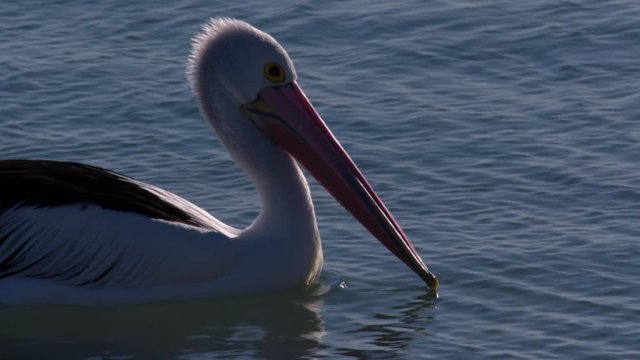 A full shot of a pelican floating in on the beach. The shot is taken in slow motion.
