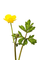 Buttercup flower and foliage