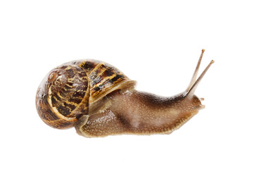 Garden snail isolated