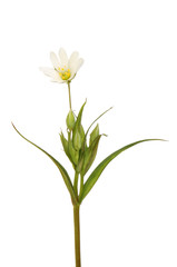 Greater stichwort wildflower