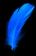Blue feather on a black background