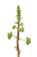 Navelwort plant isolated
