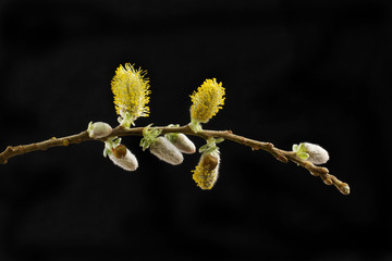 Pussy willow against black © Richard Griffin