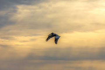 animal, bird, fly, nature, outdoor, outdoors, fly, sky, sunset, sun, rays, horizon,  pelican, fishing, 