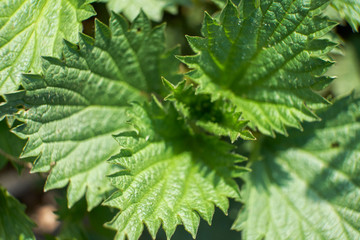 background nature spring the flowers the sun the flowering buds