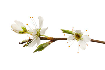 Blackthorn flowers and buds